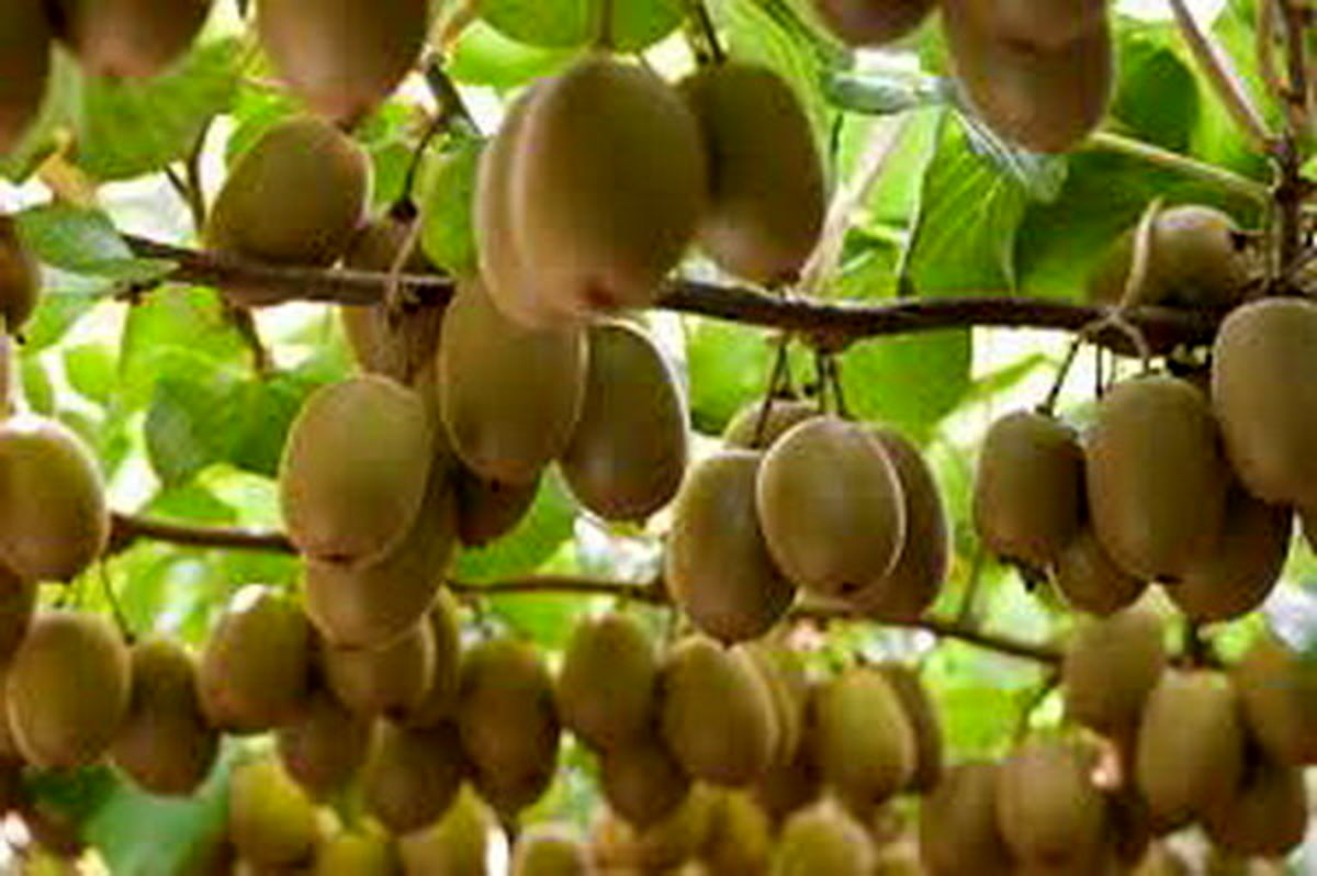 Arta Fruits Kiwi