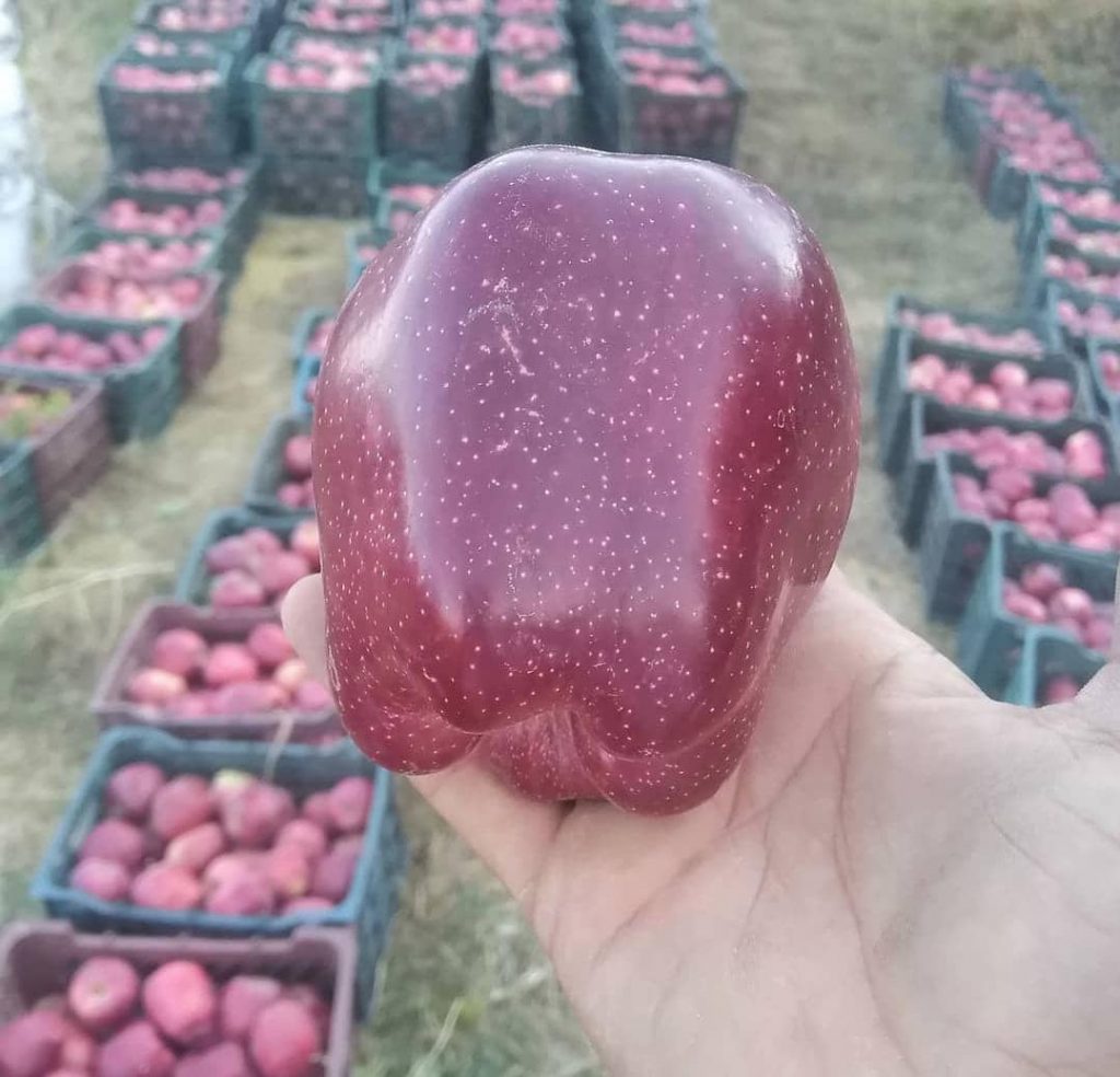 Arta Fruits Apple best shape quality