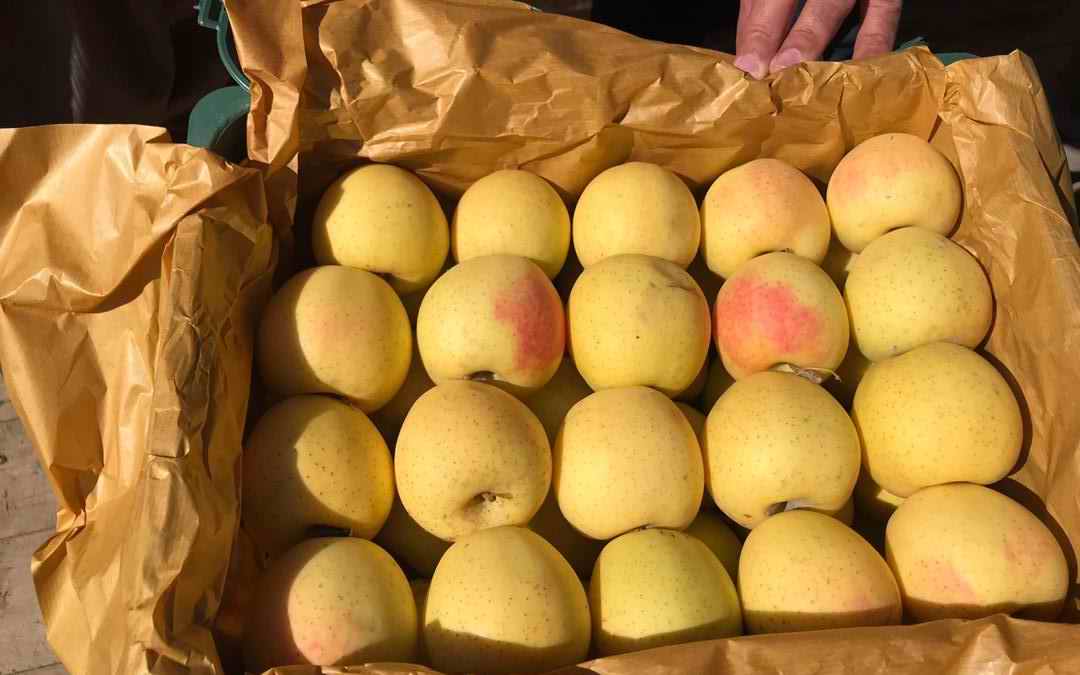 Arta Fruits apple
